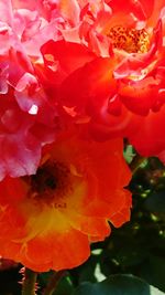 Close-up of red flowering plant