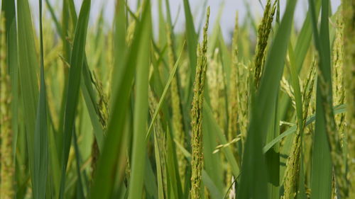 Wheat plantation