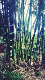 Bamboo trees in forest