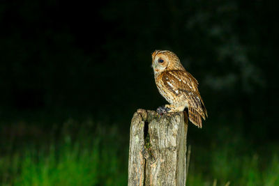 Tawny owl, strix aluco, perched on a post on famland