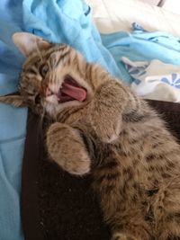 Cat sleeping on bed