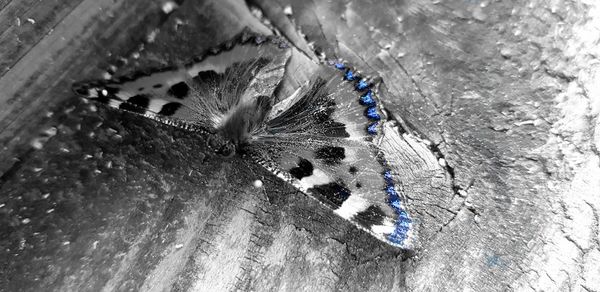 High angle view of butterfly