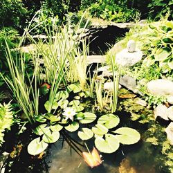 Leaves floating on pond