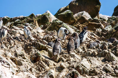 Low angle view of penguins on rock against sky