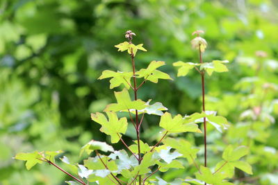 Close-up of flowering plant leaves