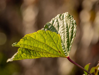 Close-up of green leaves