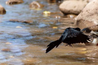 Bird flying over lake