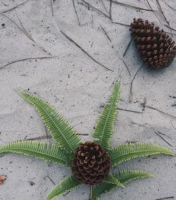 High angle view of succulent plant