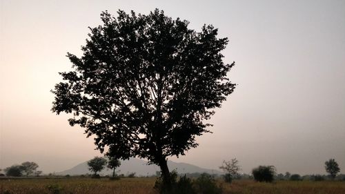 Tree in field against clear sky