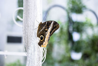 Close-up of butterfly on tree trunk