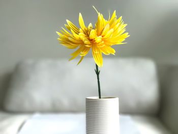 Close-up of yellow flower on table