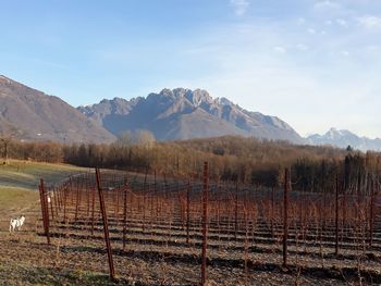 Scenic view of vineyard against sky