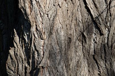 Full frame shot of tree trunk