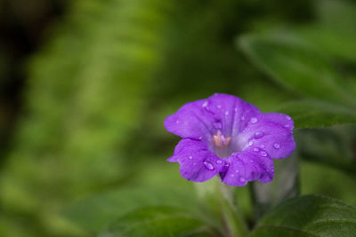 Close-up of water drops on purple flower