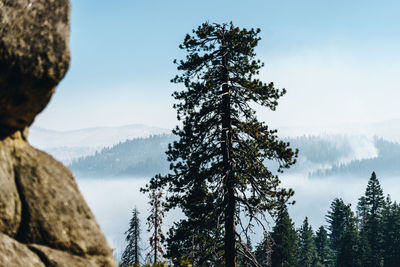 Pine trees in forest against sky