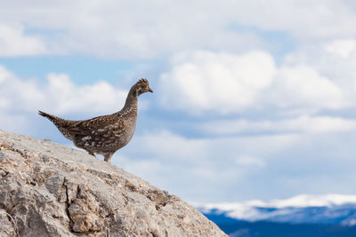 Low angle view of bird on rock against sky