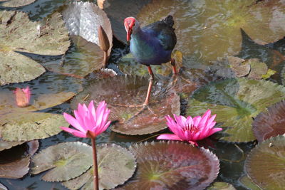 Close-up of pink flowers floating on water