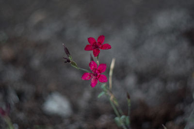 Close-up of pink flowers blooming outdoors