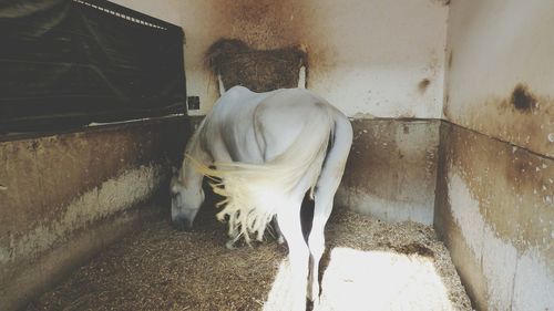 Side view of horse standing at barn