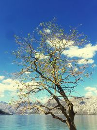 Tree by sea against blue sky