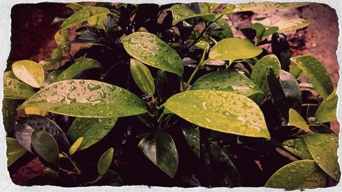 Close-up of leaves