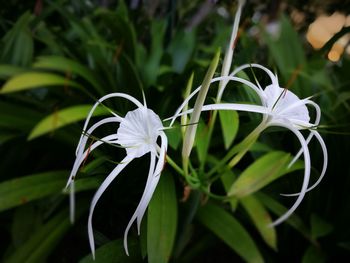 Close-up of flower against blurred background