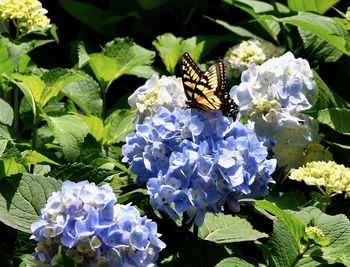 Butterfly pollinating on flower