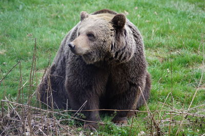 Grizzly wolf looking away on grass