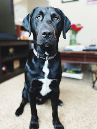 Close-up portrait of black dog