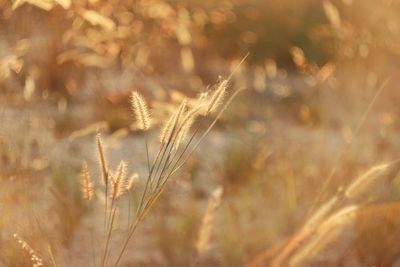 Close-up of stalks in field