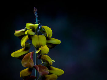 Close-up of yellow flowering plant