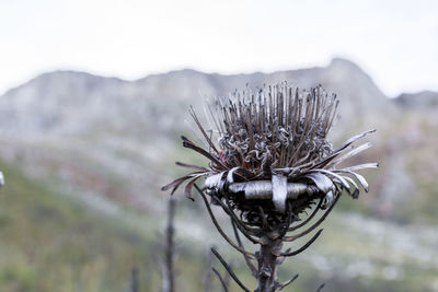 Close-up of burnt protea