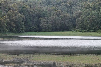 Scenic view of lake in forest