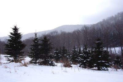 Snow covered landscape