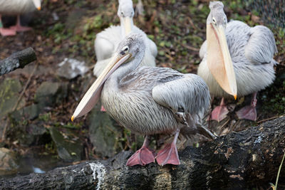 Pelicans on log