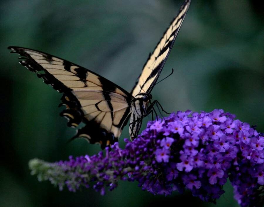 one animal, insect, animals in the wild, animal themes, wildlife, flower, butterfly - insect, butterfly, focus on foreground, close-up, fragility, beauty in nature, animal wing, nature, plant, perching, pollination, selective focus, growth, freshness