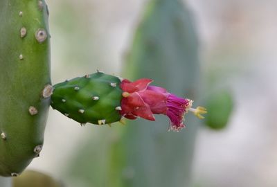 Close-up of pink rose flower bud