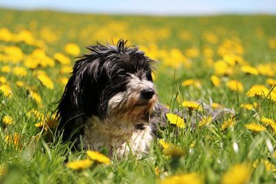 Dog looking away on field