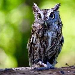 Close-up portrait of great horned owl