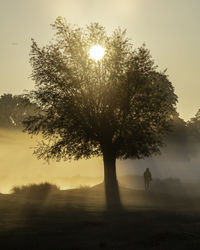 Silhouette tree on field against sky during misty morning sunrise 