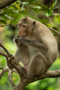 Long-tailed macaque sits in branches eating biscuit