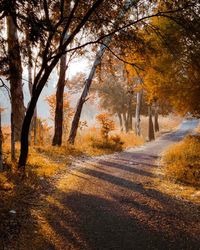 Road amidst trees during autumn