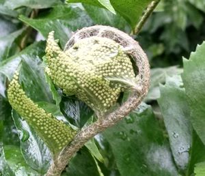 Close-up of lizard on plant