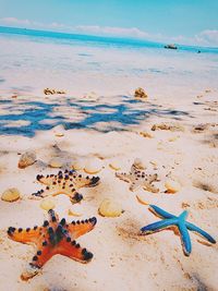 High angle view of starfish on beach against sky