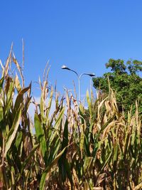 Plants growing on field against clear sky