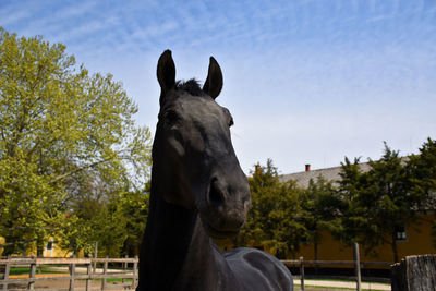 View of a horse against the sky