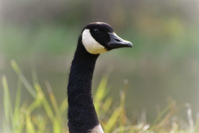 Close-up of a bird