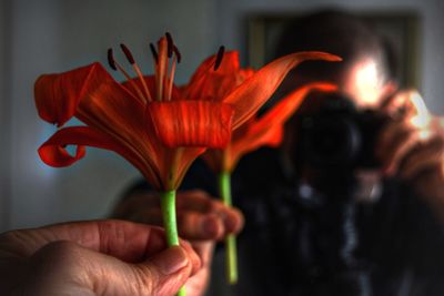 Close-up of hand holding red rose