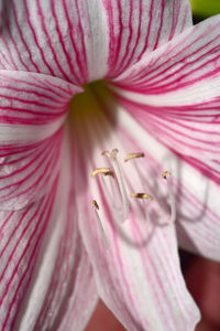 Full frame shot of pink flowering plant