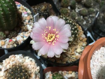 High angle view of pink flower on rock